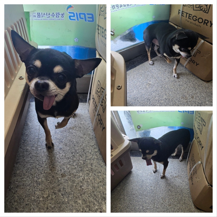 보호중 치와와의 가…
